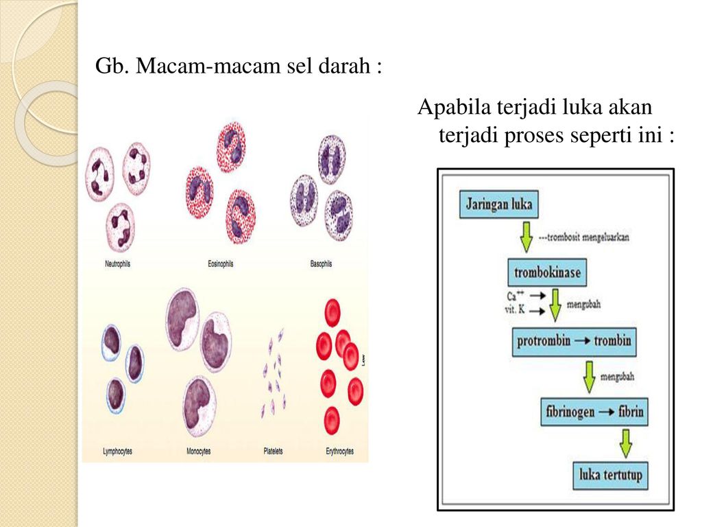 Sistem Hematologi Manusia Ppt Download