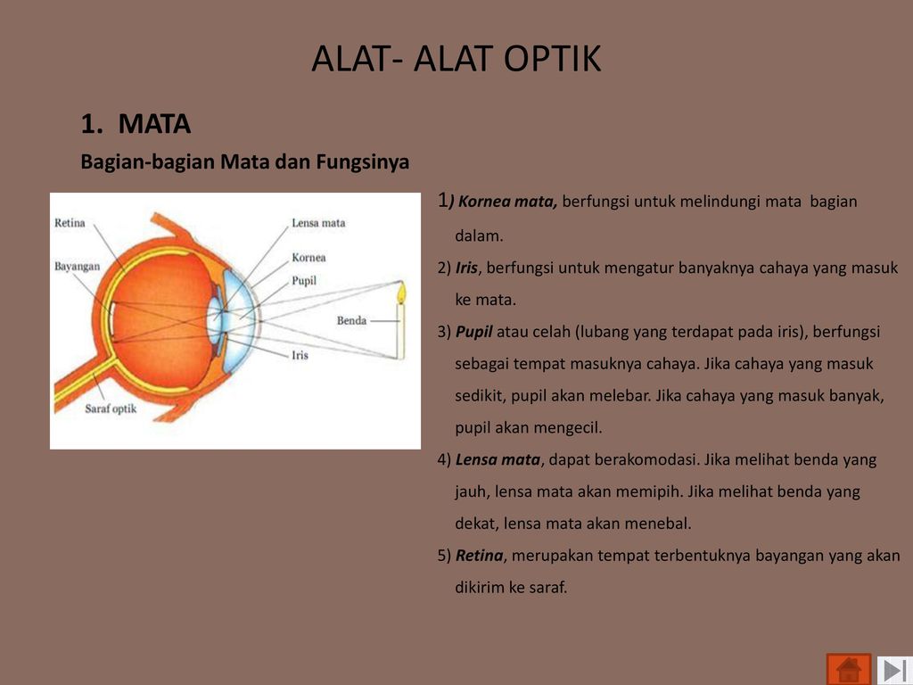 Alat Optik Mata Beserta Gambar Dan Fungsinya