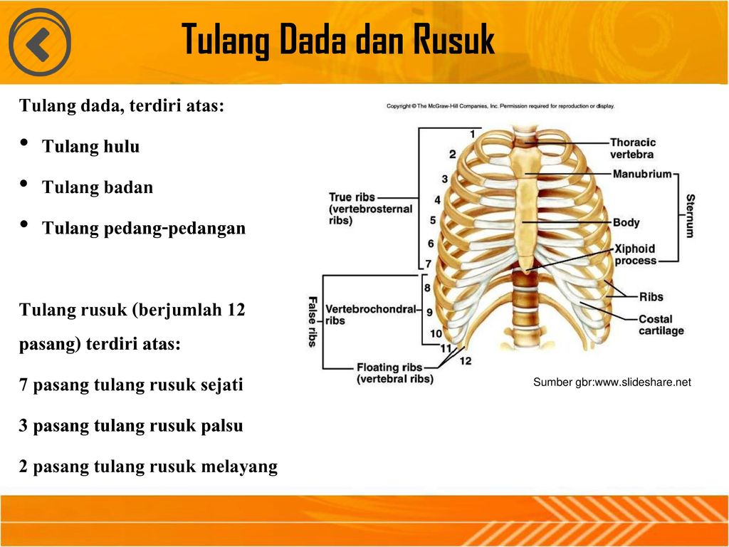 Tulang Dada Dan Tulang Rusuk