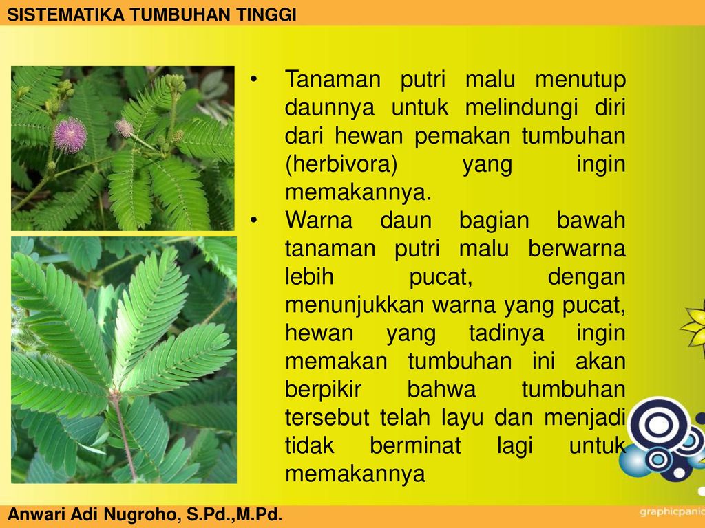 Fabaceae Leguminosae Ppt Download
