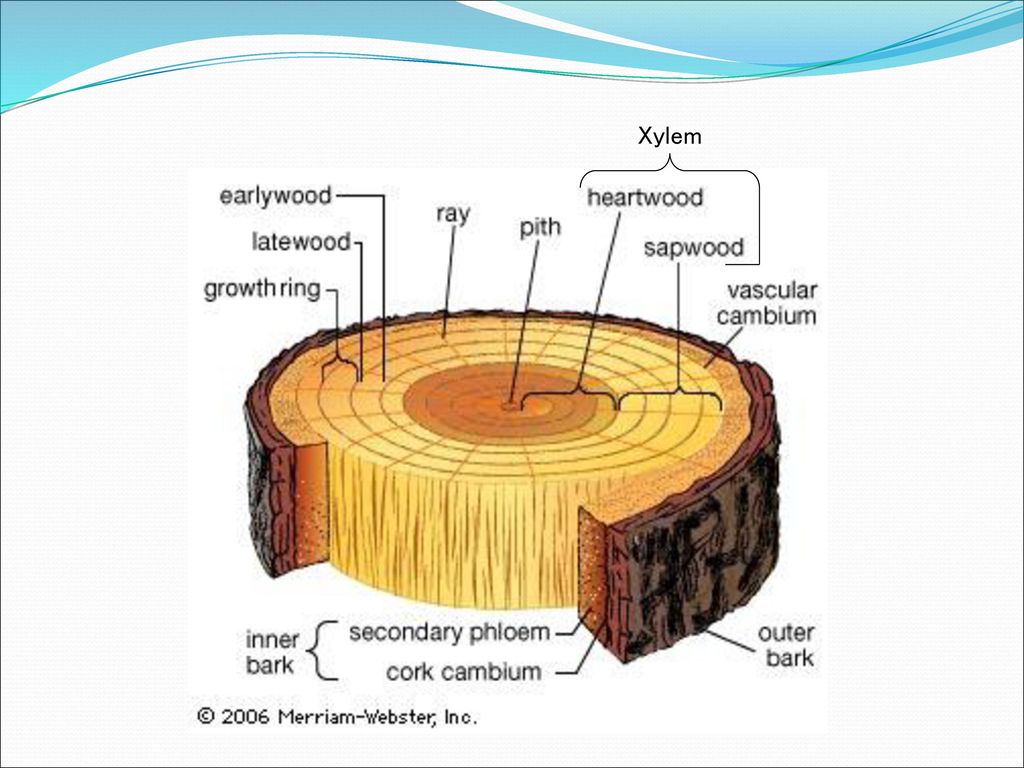 Три слоя коры. Ядро заболонь сердцевинные лучи. Микроскопическое строение древесины осины. Макроскопическое строение древесины. Строение ствола дерева.