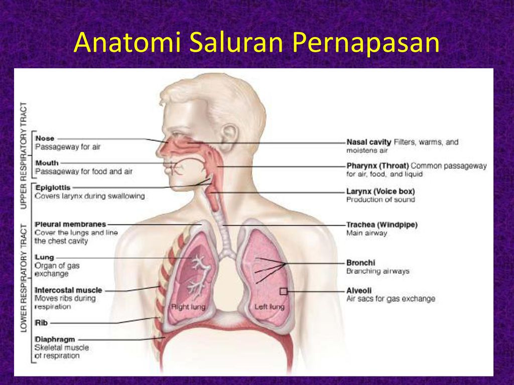 16+ Anatomi Dan Fisiologi Sistem Respirasi Ppt