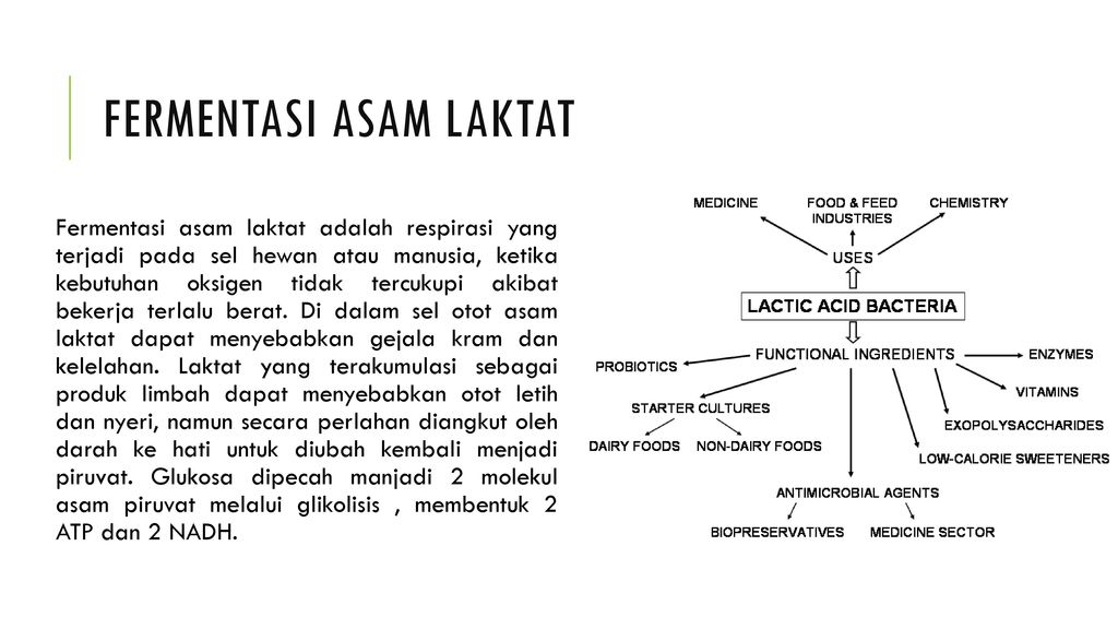 Jenis Jenis Fermentasi Pengertian Fungsi Tahapannya 1430