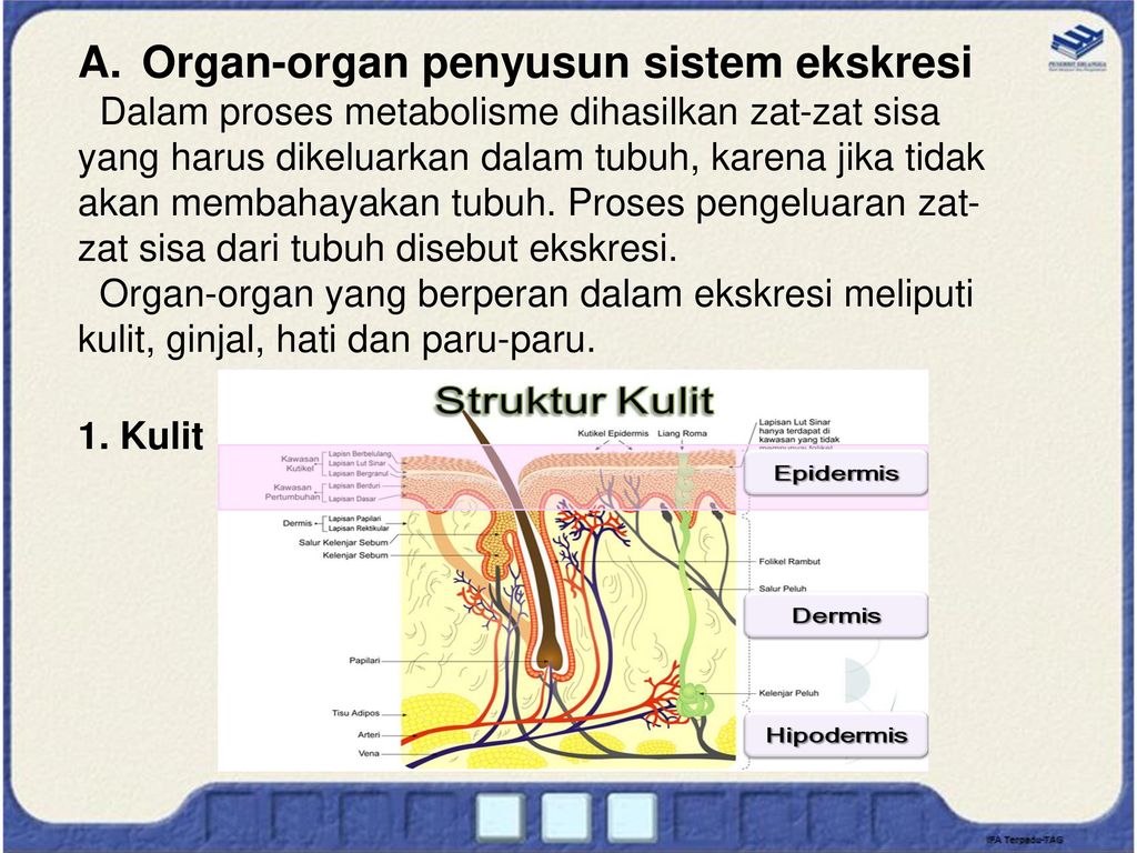 Organ organ yang tergabung dalam sistem ekskresi terdiri atas