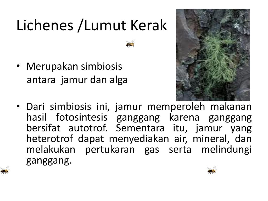Jamur dengan membentuk tanaman akar hubungan antara mutualistik _PERAN MIKORIZA