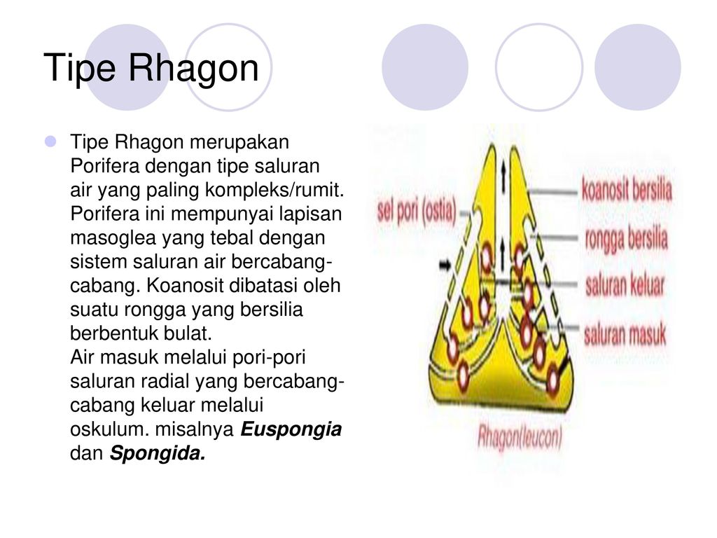 Porifera Kelas Calcarea Ppt Download