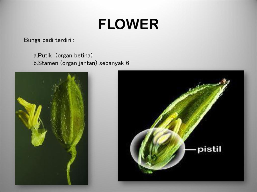 Gambar Tumbuhan Padi Beserta Keterangannya - Gambar Gambar Tumbuhan