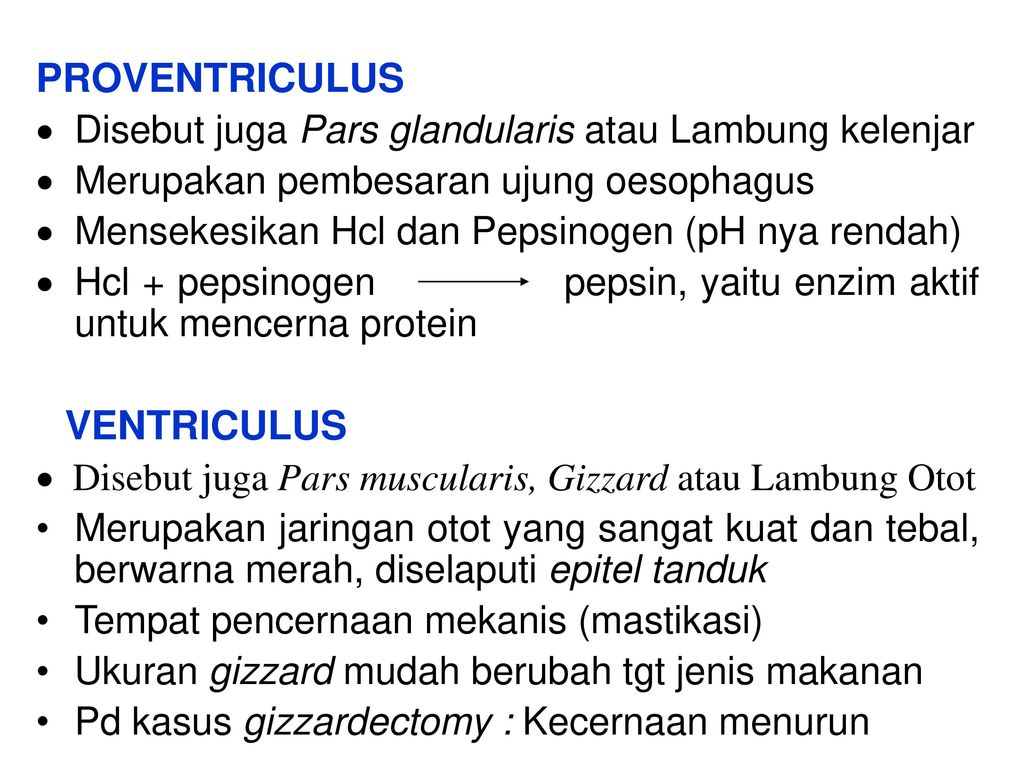 PROVENTRICULUS Disebut juga Pars glandularis atau Lambung kelenjar