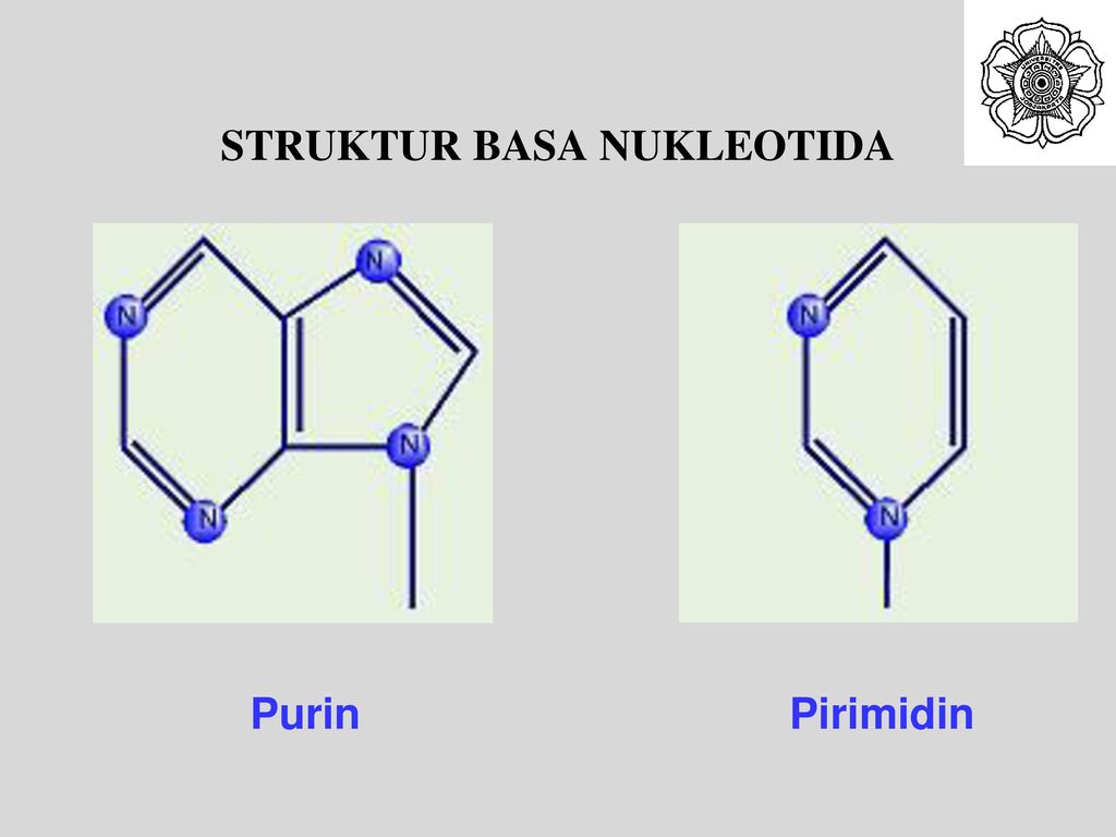 Замена нуклеотида. Вставка нуклеотида. Основные структурные единицы нуклеотида квадрат ромб круг.