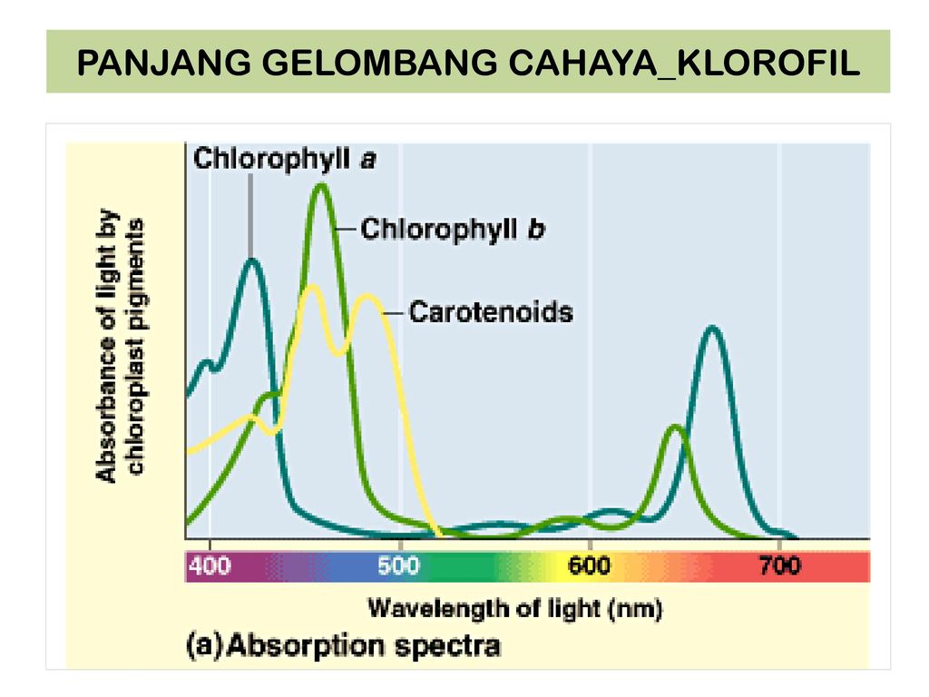 Пигмент хлорофилл. Хлорофилл Лайт. Carotenoids in Plants. Chlorophyll absorb Light of wavelength. Chlorophyll content of leaves.