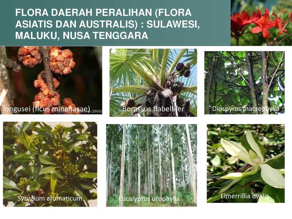 Download 980 Koleksi Gambar Flora Asiatis Australis Dan Peralihan Paling Baru 