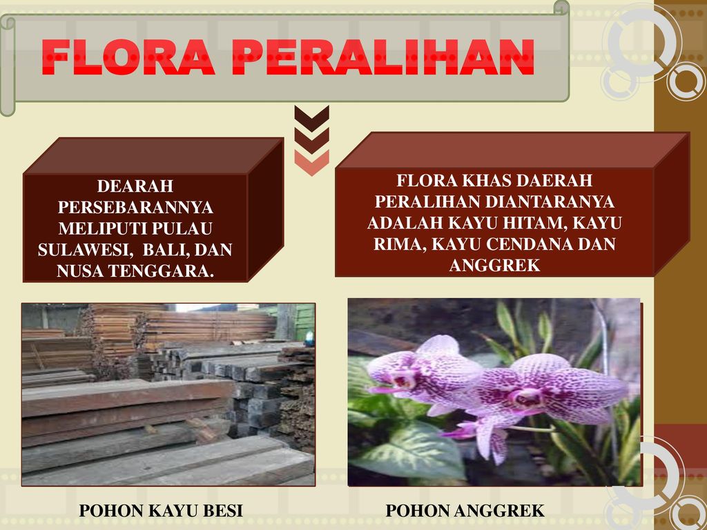 860 Gambar Flora Di Wilayah Oriental Gratis Terbaik