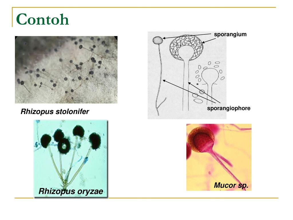 Многоклеточные грибы мукор. Ризопус оризае. Мукор ризопус. Цикл развития гриба мукора. Мукор под микроскопом.