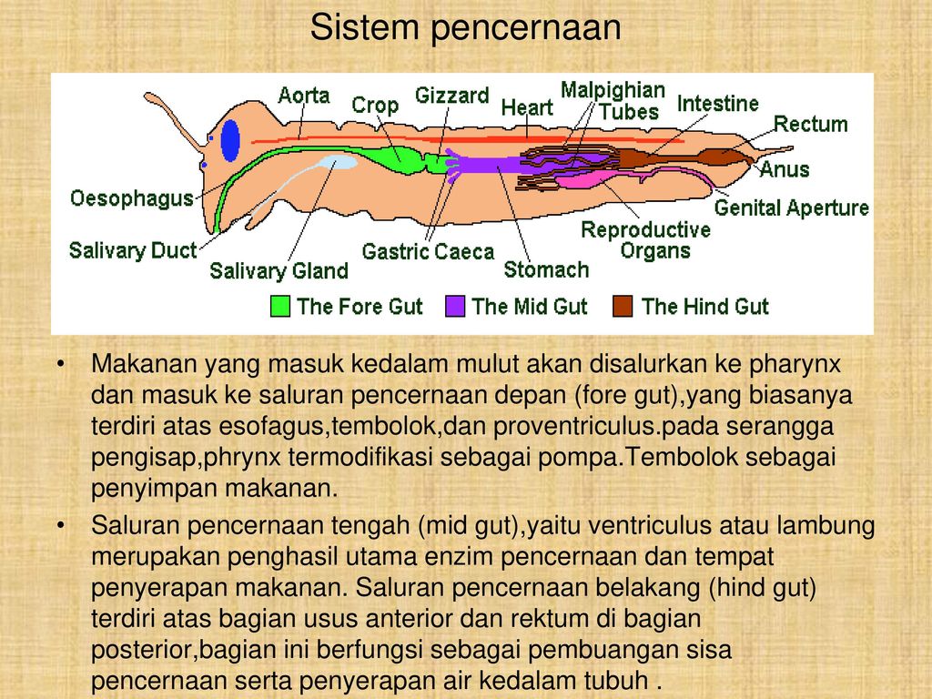 Guspi Wilda Sari Sianipar Ppt Download