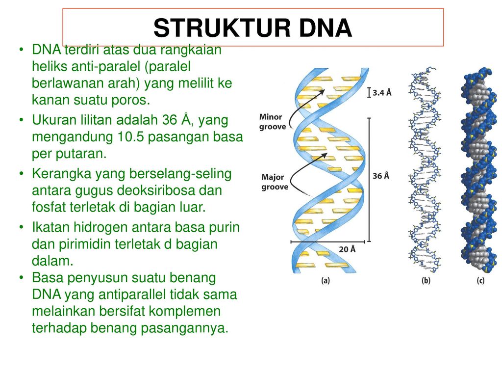 STRUKTUR DNA DNA terdiri atas dua rangkaian heliks anti-paralel (paralel berlawanan arah) yang melilit ke kanan suatu poros.