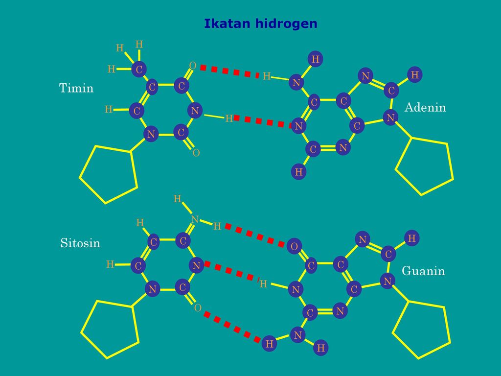Ikatan hidrogen Timin Adenin Sitosin Guanin C H N C H N O N H O C C N