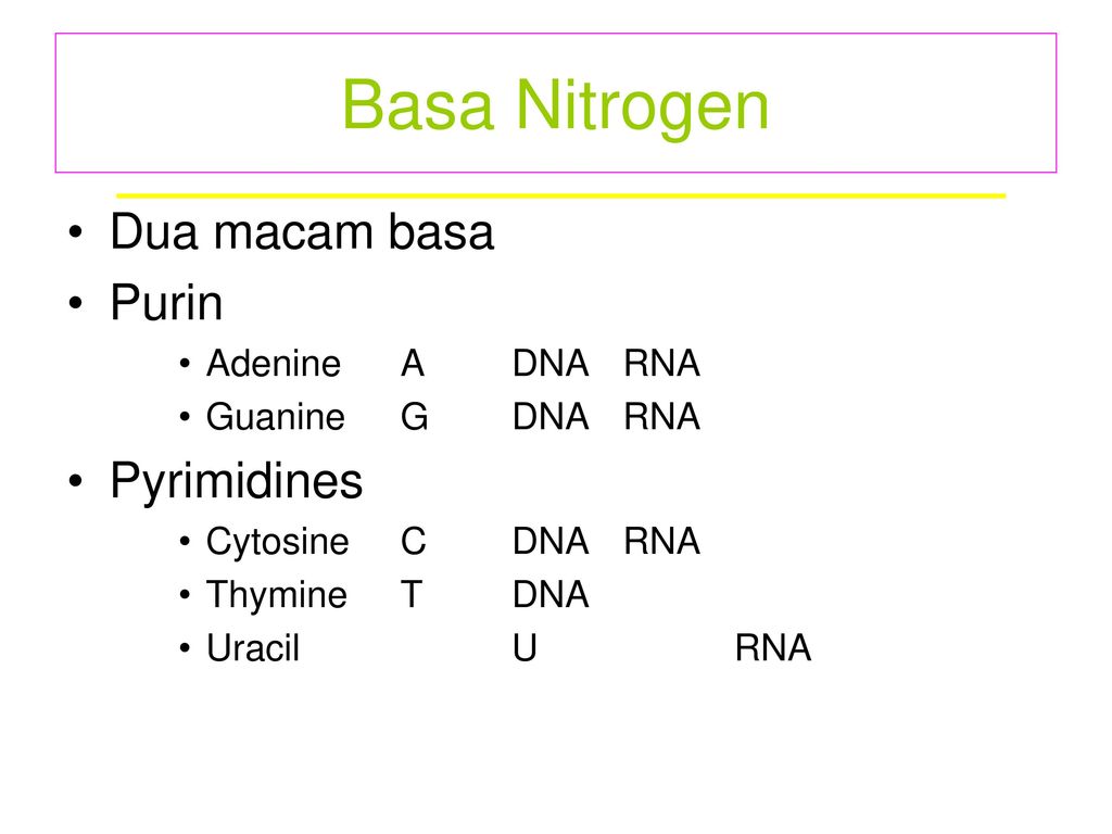 Basa Nitrogen Dua macam basa Purin Pyrimidines Adenine A DNA RNA