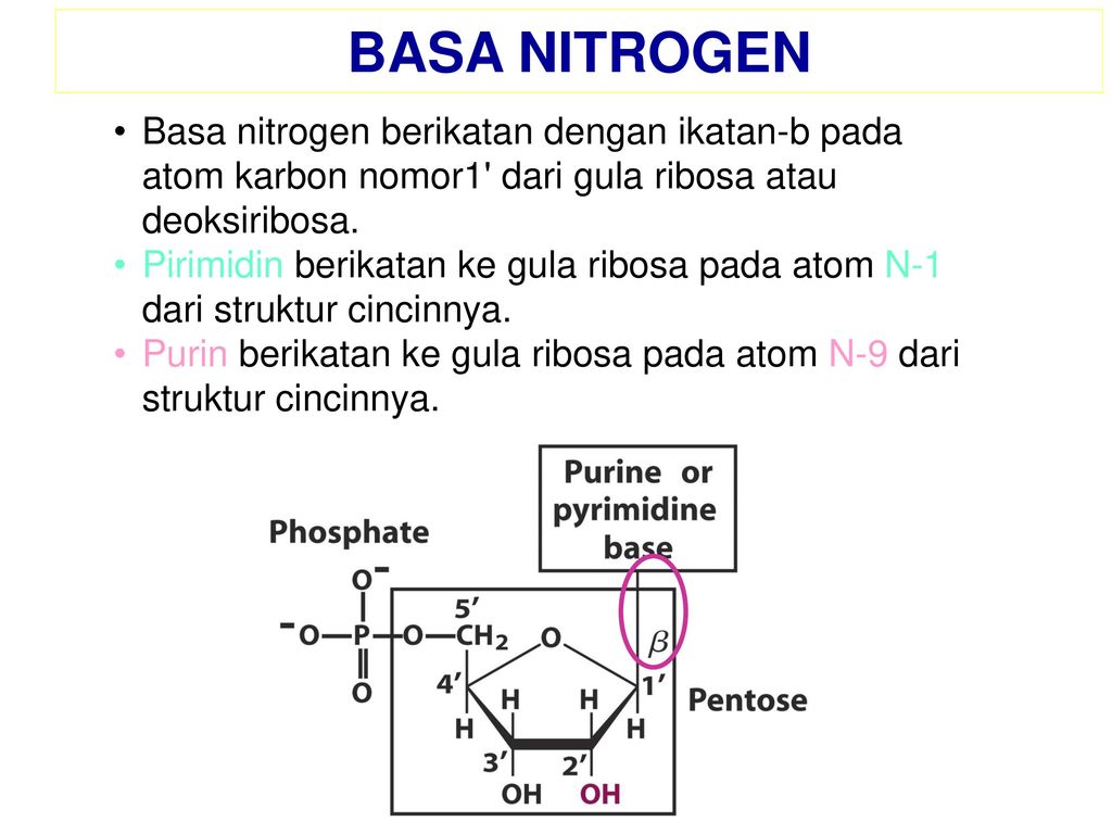 BASA NITROGEN Basa nitrogen berikatan dengan ikatan-b pada atom karbon nomor1 dari gula ribosa atau deoksiribosa.