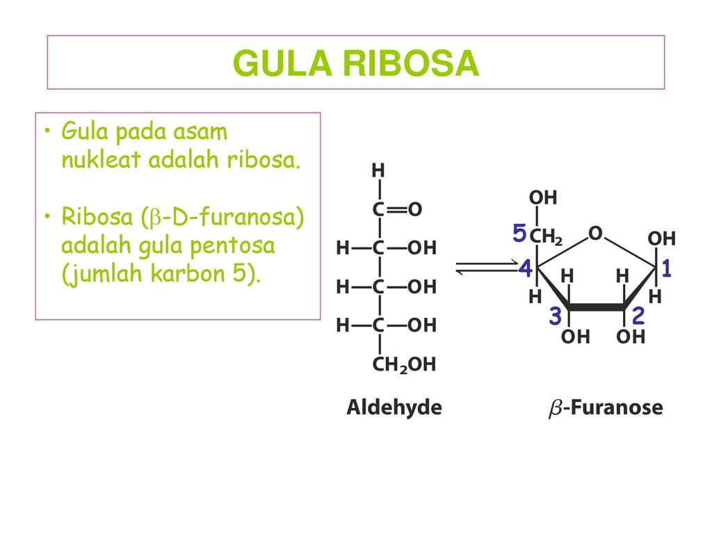 GULA RIBOSA Gula pada asam nukleat adalah ribosa.