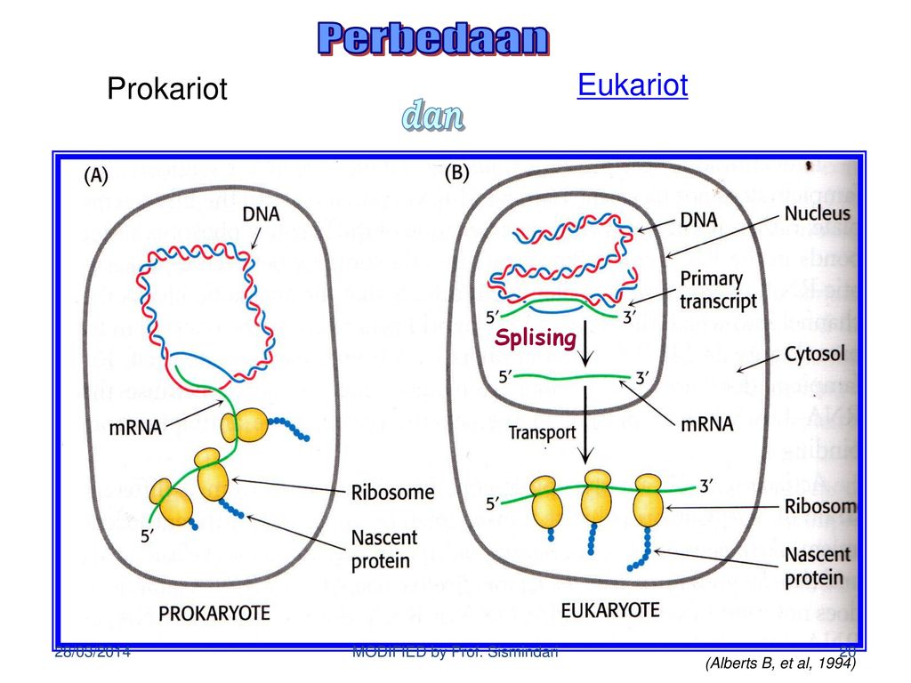 Развитие прокариот. Геном прокариот. Эволюция прокариот. Внутриклеточный транспорт у прокариот. Геном прокариот картинки.