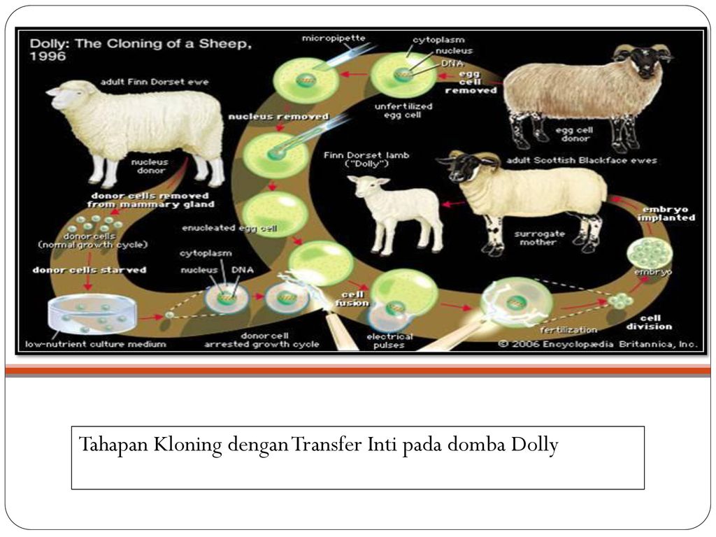 Tahapan Kloning dengan Transfer Inti pada domba Dolly