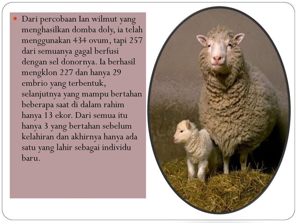 Dari percobaan Ian wilmut yang menghasilkan domba doly, ia telah menggunakan 434 ovum, tapi 257 dari semuanya gagal berfusi dengan sel donornya.