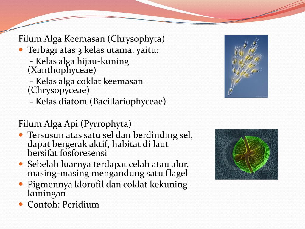 Anhari Raushanfikri Xii Ipa 3 Kelompok 2 Ppt Download