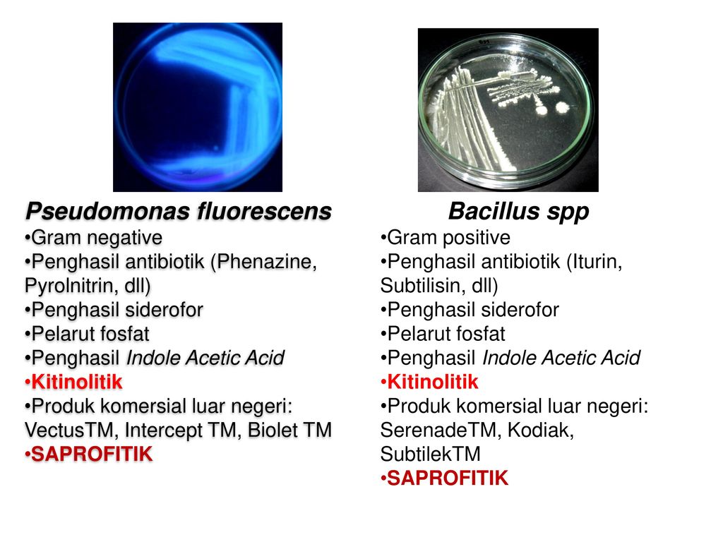 Pseudomonas fluorescens