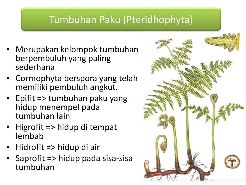Mengapa tumbuhan paku termasuk dalam kingdom plantae