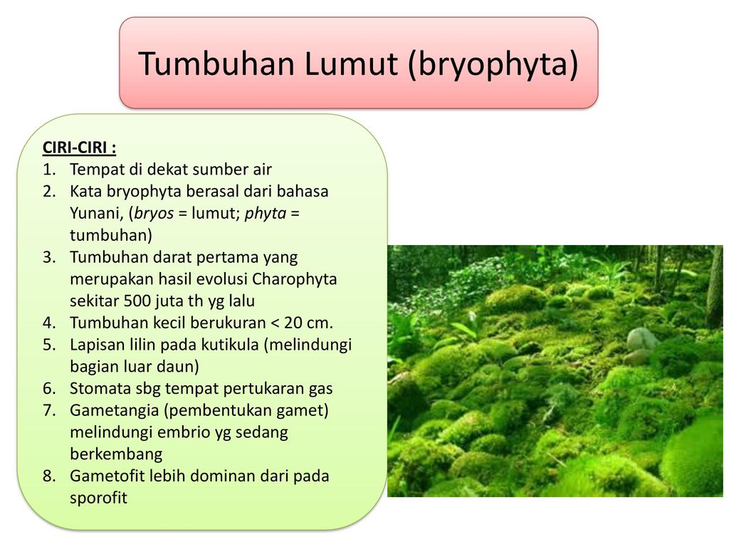 Tumbuhan Lumut (bryophyta)