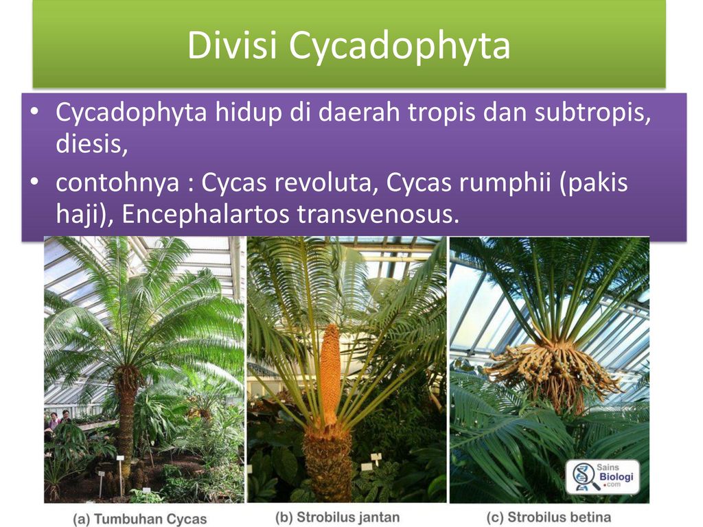 Divisi Cycadophyta Cycadophyta hidup di daerah tropis dan subtropis, diesis,