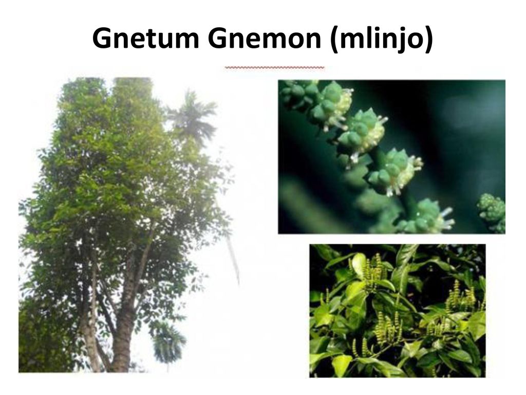 Gnetum Gnemon (mlinjo)