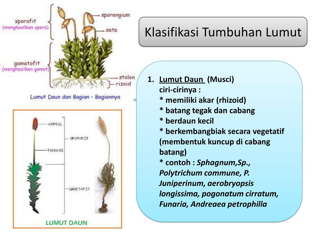 Klasifikasi Tumbuhan Lumut