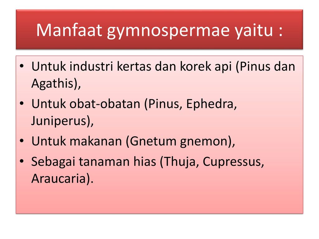 Manfaat gymnospermae yaitu :