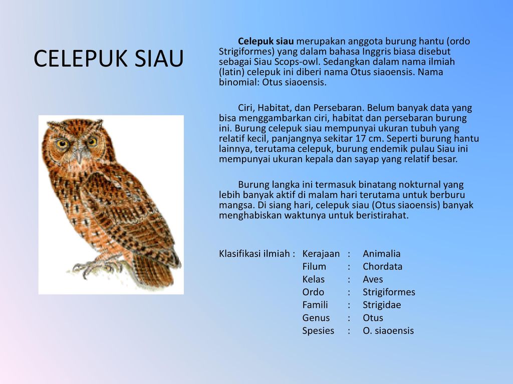 1040+ Deskripsi Burung Hantu Bahasa Inggris HD