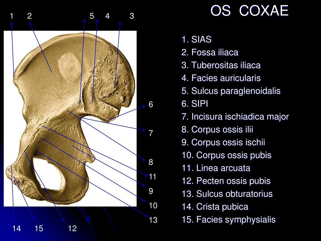 Поднимающая латынь. Os Coxae анатомия. Coxae латынь. Crista iliaca это. Crista Ossis pubis.