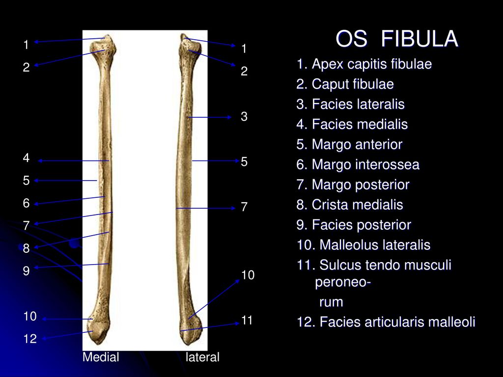 Малоберцовая кость скелет. Facies articularis malleoli большеберцовая кость. Caput Fibulae. Малоберцовая кость Апекс. Малоберцовая кость Crista medialis.