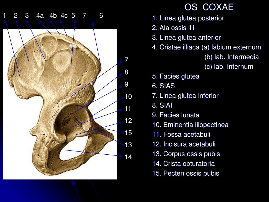 Скрытый латынь. Linea glutea posterior. Facies glutea анатомия. Coxae анатомия. Тазовая кость (os Coxae).