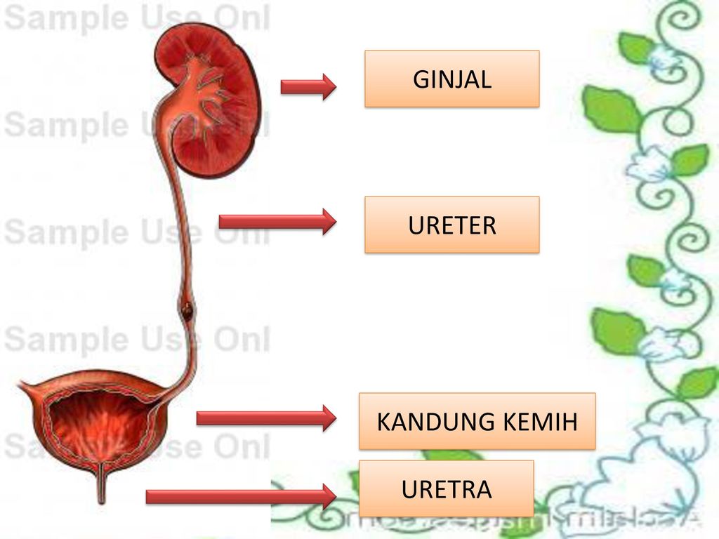 Unduh 75 Koleksi Gambar Ginjal Ureter Kandung Kemih Dan Uretra Terbaik 