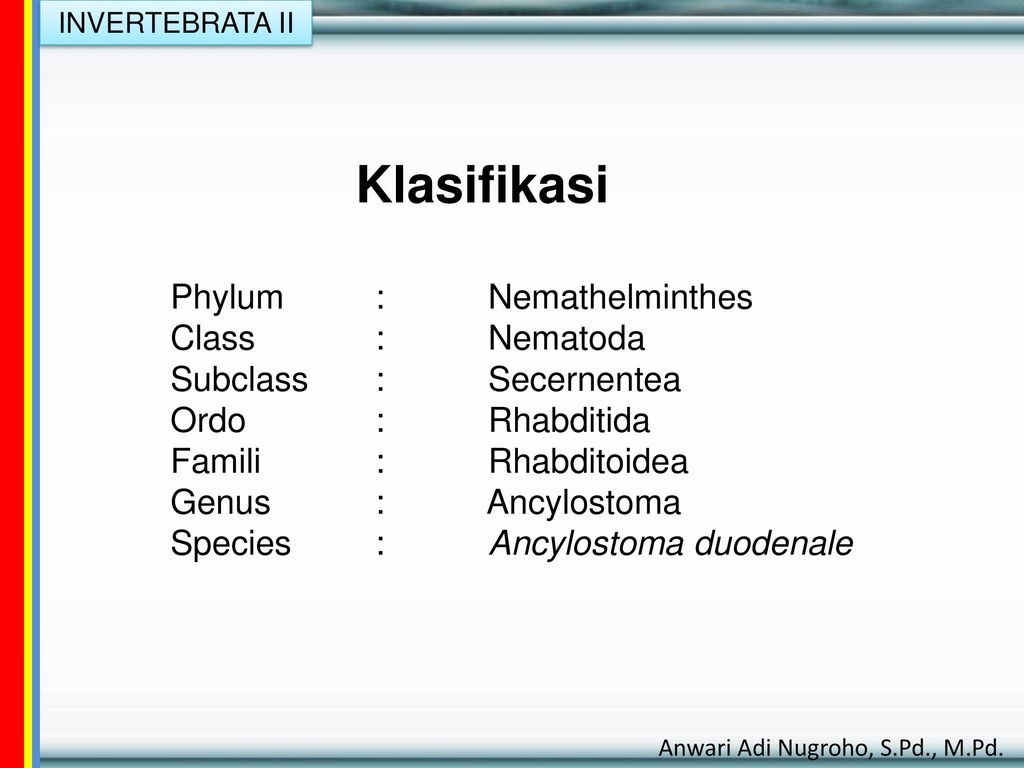 klassifikasi kelas nemathelminthes)