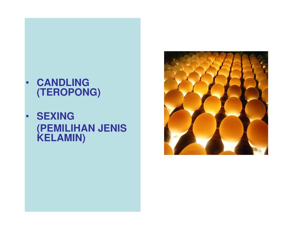 CANDLING (TEROPONG) SEXING (PEMILIHAN JENIS KELAMIN)