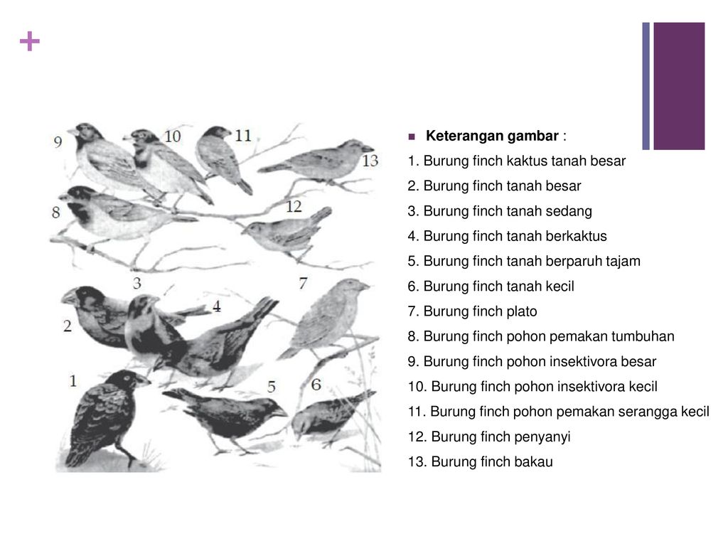 86+ Gambar Variasi Burung Finch Paling Keren