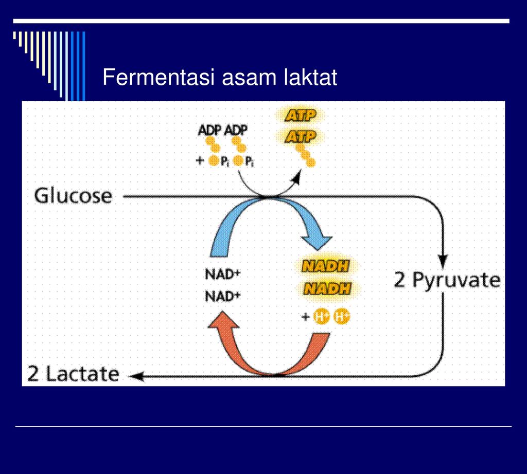 Lactate Pic