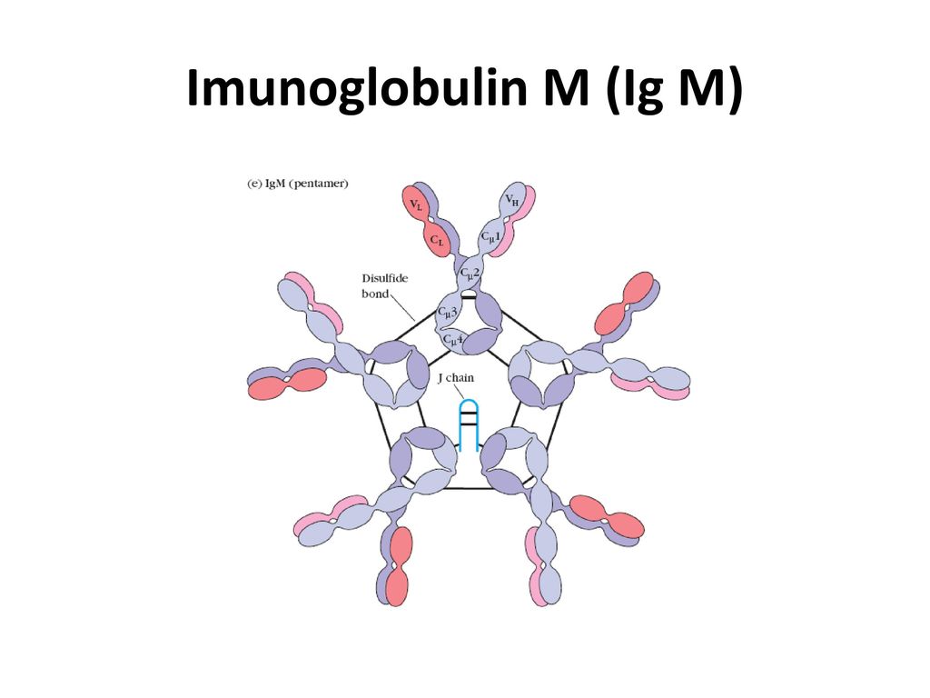 Ig a m g. Лактоза ig m. НВŚАĠ, НВЕАĠ, нвśсоŕ ig m. Imunoglobulin k virus beshenstvo 1871t001 инструкция.