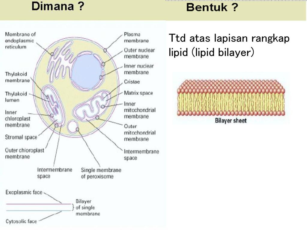 Transport Lintas Membran – Studyhelp