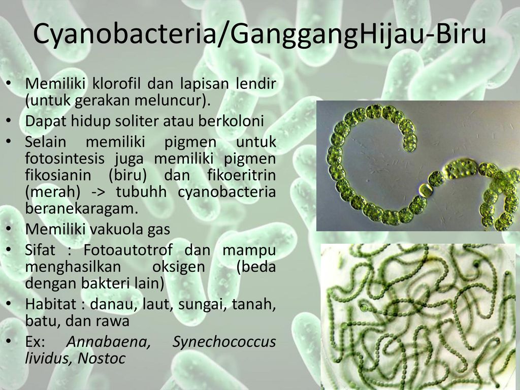 Группы организмов цианобактерии. Цианобактерии. Цианобактерии нити. Цианобактерии относятся к. Цианобактерия это паразит.