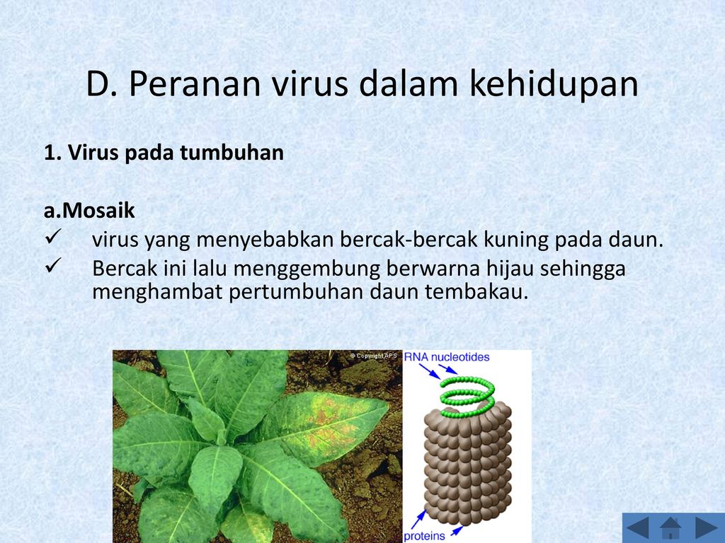 Salah satu ilmuan yang berhasil dalam mengkristalkan virus mosaik pada tanaman tembakau adalah