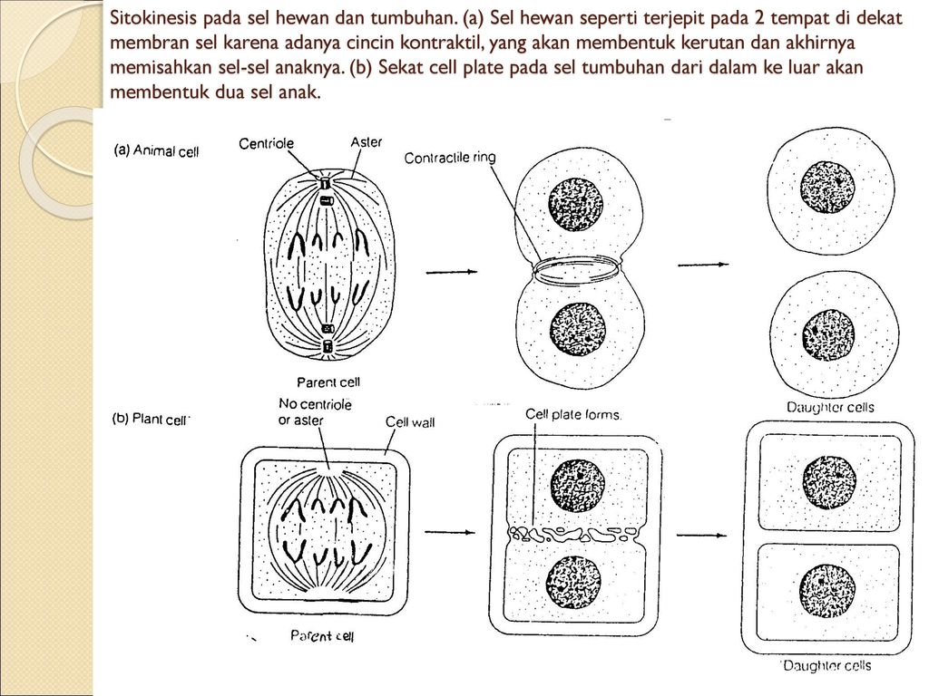 Reproduksi Sel Amitosis Mitosis Meiosis Gametogenesis Ppt Download