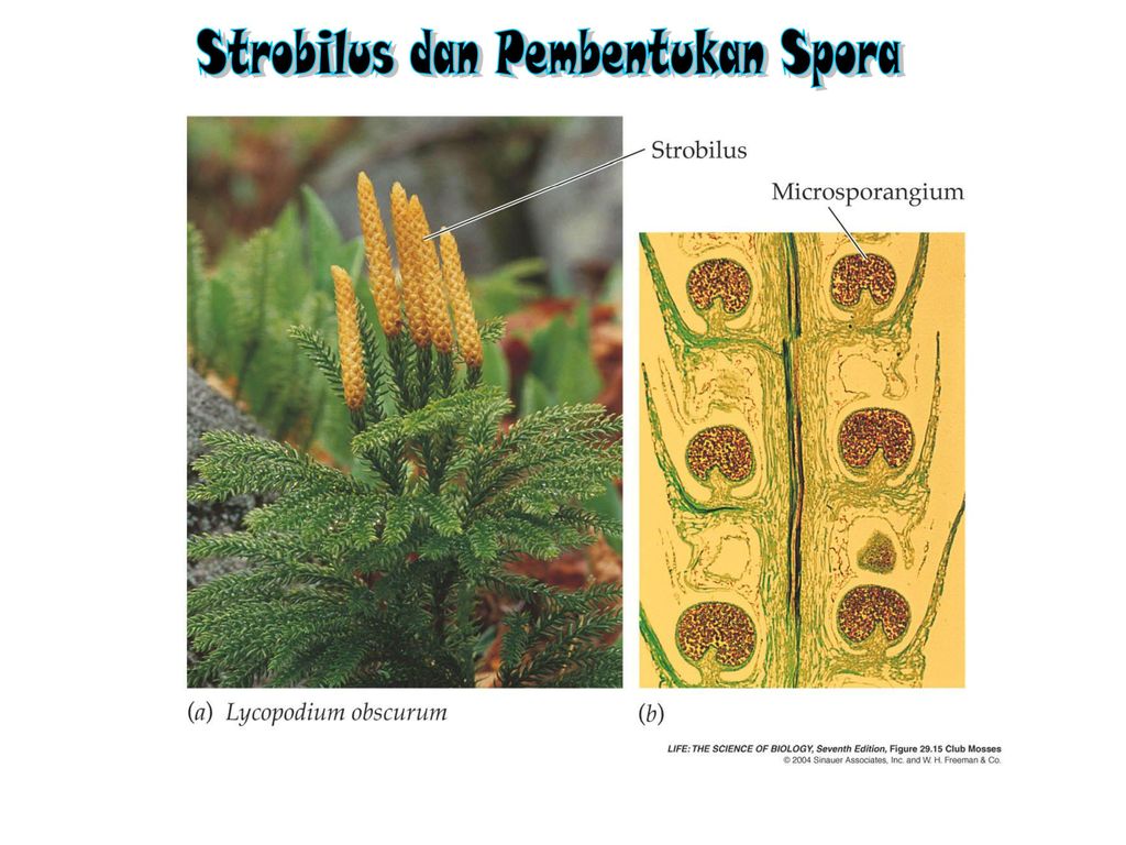 Pteridophyta Tumbuhan Paku Ppt Download