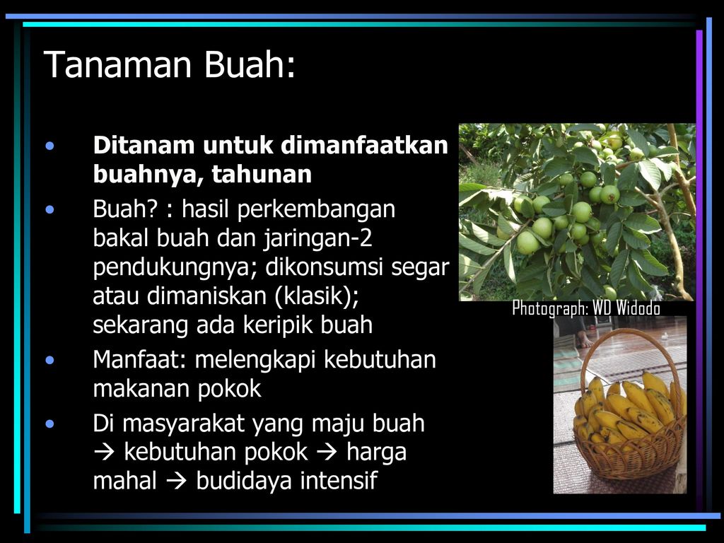 Aspek Aspek Penting Budidaya Tanaman Buah Tropika Ppt Download